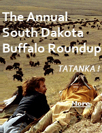 On the last Friday of September in Custer, South Dakota, the largest buffalo herd in the world is rounded up by riders on horseback.